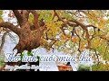 Thơ Tình Cuối Mùa Thu _ KaraOke Song ca